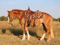 گھوڑا, Gypsy horse — تصویر 3