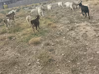 بکرا, بکریاں — تصویر 3