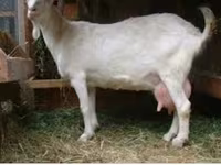 بکرا, Saanen goat — تصویر 4