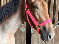 گھوڑی, Rocky Mountain Horse — تصویر 4