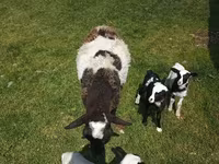 مینڈھا, Kuibyshev sheep — تصویر 7
