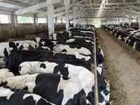 گائے, Yaroslavl cattle — تصویر 3