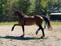 گھوڑی, Dutch warmblood horse — تصویر 3