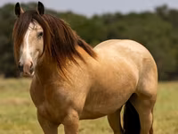 گھوڑا, Gypsy horse — تصویر 2