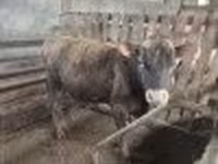 سانڈ, جرسی نسل — تصویر 2