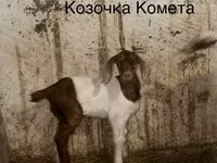 بکرا, Kamori goats — تصویر 3
