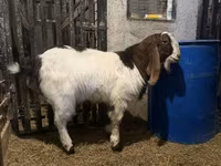 بکرا, Kamori goats — تصویر 1