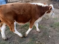 سانڈ, Swiss cattle — تصویر 7