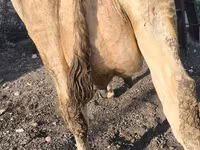 گائے, Swiss cattle — تصویر 8