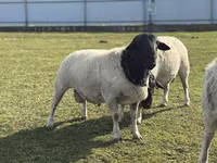 بھیڑ, Dorper sheep — تصویر 2