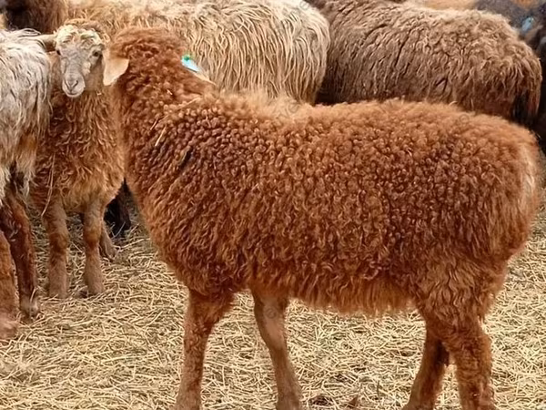 مینڈھا, Edilbay sheep