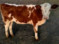 سانڈ, Swiss cattle — تصویر 5