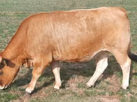 Cow, Aubrac cattle — photo 4