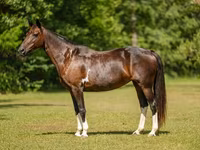 گھوڑی, American paint horse — تصویر 4