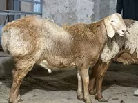 مینڈھا, بھیڑیں — تصویر 1