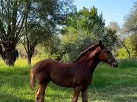 گھوڑی, Skyros Pony — تصویر 3