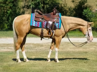 گھوڑا, Palomino — تصویر 5