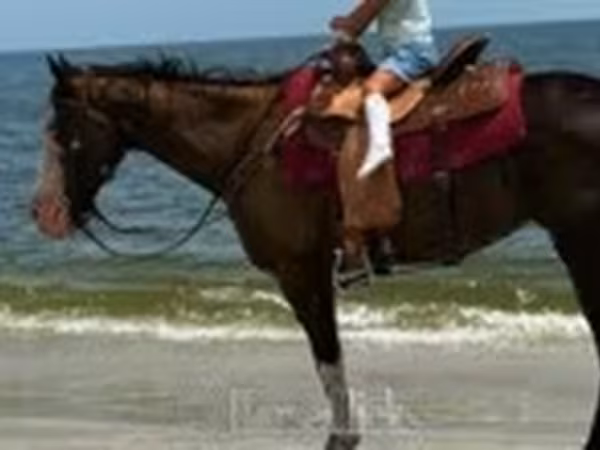 گھوڑی, American paint horse