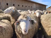 بھیڑ, Kuibyshev sheep — تصویر 4