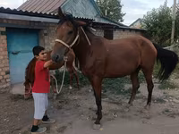 گھوڑی, Thoroughbred horse — تصویر 8