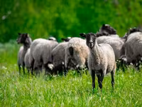 مینڈھا, Romanov sheep — تصویر 4