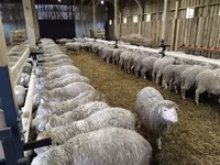 بھیڑ, Kuibyshev sheep — تصویر 2
