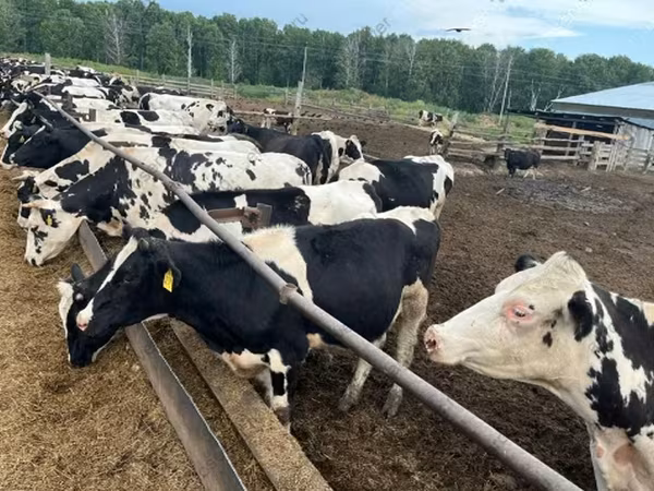 سانڈ, Russian Black pied cattle