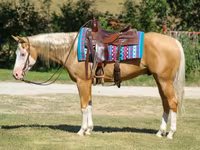 گھوڑا, Palomino — تصویر 6