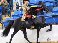 گھوڑا, Rocky Mountain Horse — تصویر 2