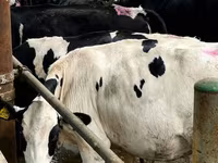گائے, Swiss cattle — تصویر 5