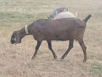 بکری, Nubian Goat — تصویر 3