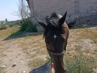 گھوڑی, Skyros Pony — تصویر 2