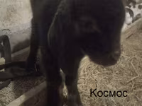 بکرا, Kamori goats — تصویر 6