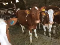 گائے, Swiss cattle — تصویر 2