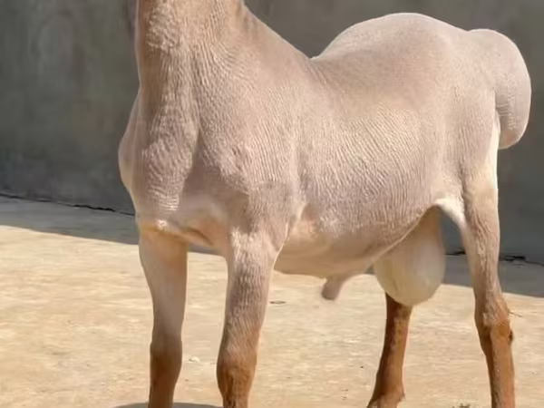 مینڈھا, Rhon sheep