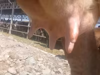 گائے, الاطاؤس نسل — تصویر 6