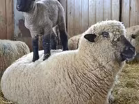 مینڈھا, Hampshire sheep — تصویر 5