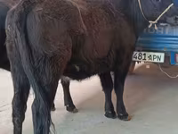 گائے, ایبرڈین – اینگس — تصویر 2