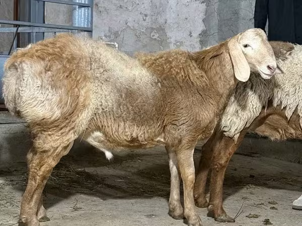 مینڈھا, بھیڑیں