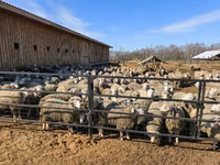 بھیڑ, Kuibyshev sheep — تصویر 7