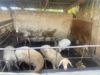 بھیڑ, Rhon sheep — تصویر 3