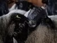 مینڈھا, Romanov sheep — تصویر 3
