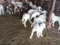 بھیڑ, Awassi sheep — تصویر 1