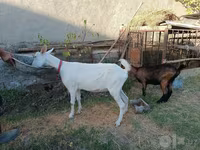بکری, Saanen goat — تصویر 6