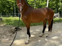 گھوڑی, Dutch warmblood horse — تصویر 5