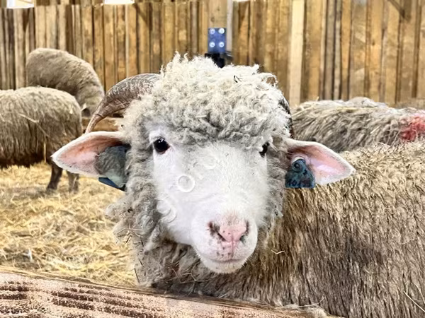 بھیڑ, Kuibyshev sheep