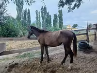 گھوڑی, French Trotter — تصویر 1