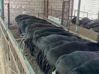 مینڈھا, بھیڑیں — تصویر 6