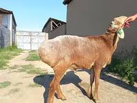 مینڈھا, Agin sheep — تصویر 4