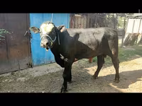 سانڈ, ایبرڈین – اینگس — تصویر 1